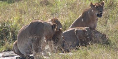 Breathtaking 10 days and 9 nights safari uganda - Photo 6