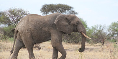 6 days tanzania shares safari tour - Photo 1