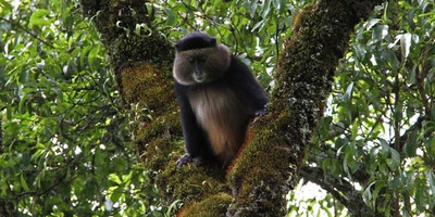 3 days golden monkeys, batwa cultural experience & lake bunyonyi - Photo 1