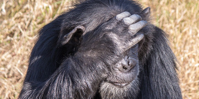 5 days mt kenya, aberdares, ol pejeta - Photo 4