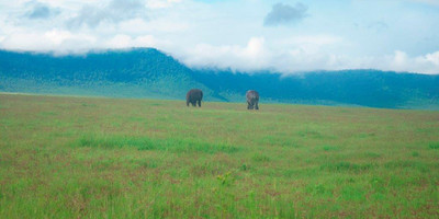 2 days tanzania lodge ( luxury) safari - Photo 7