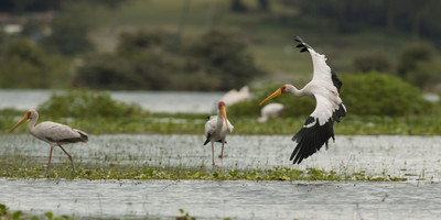 9 days epic african safari - Photo 7