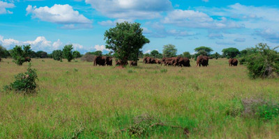 5 days tanzania camping safari - Photo 5