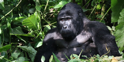 3 days gorilla trekking safari tour in uganda - Photo 1