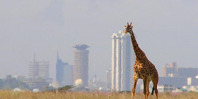 Nairobi national park game drive - Photo 1