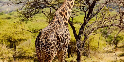 Kenya’s wild heart: a 5-day journey through buffalo springs, samburu & ol pejeta - Photo 1