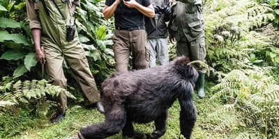 19 days uganda rwanda primates & wildlife safari - Photo 1