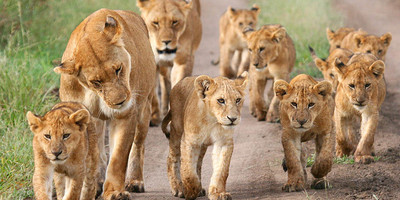 6 day tanzania wildlife safari and cultural tourism - Photo 5