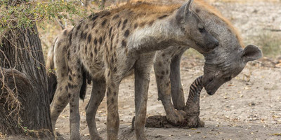 Camping safari to manyara, serengeti and ngorongoro. - Photo 10