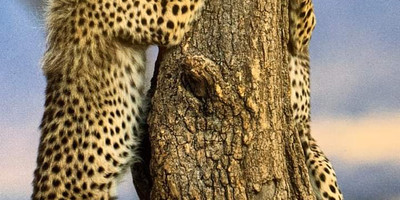 Kenya’s wild heart: a 5-day journey through buffalo springs, samburu & ol pejeta - Photo 6