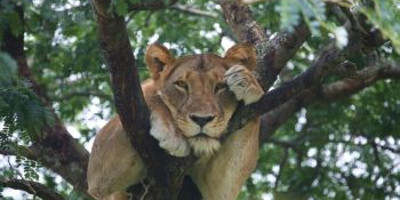 6 days uganda gorillas and wildlife safari - Photo 2