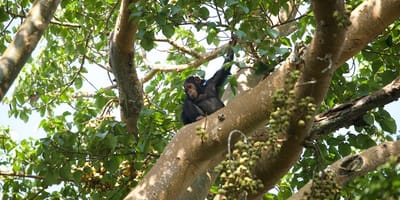 3 day kibale chimpanzee trekking safari - Photo 9