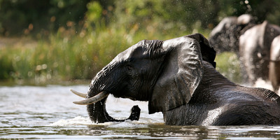 12 days pearls of uganda mid-range safari - Photo 5