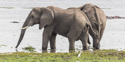 9DAYS WILDLIFE SAFARI - Photo 1
