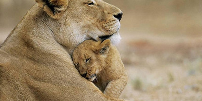  masai mara migration special - Photo 6