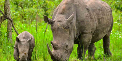 5 days ultimate uganda: big game & chimps safari experience - Photo 3