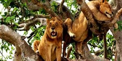 A 24 days birding and wildlife safari to uganda - Photo 5