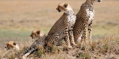 7 day serengeti wilderness lodge safari - Photo 1