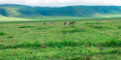 3 days tanzania camping safari - Photo 4
