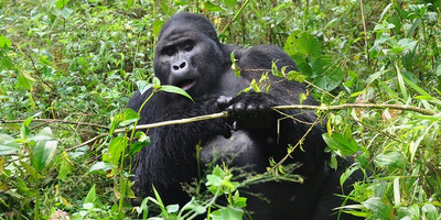 3 days uganda gorillas safaris - Photo 1