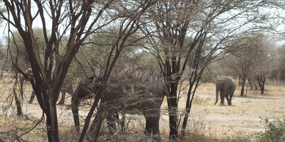 4 days mid-range safari tour - Photo 2