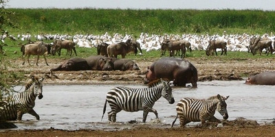 3 days masai mara budget safari - Photo 1