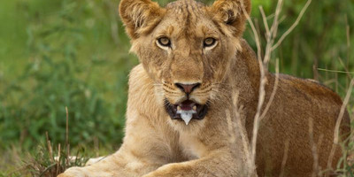 A 15 days wild life and gorilla tracking safari - Photo 7