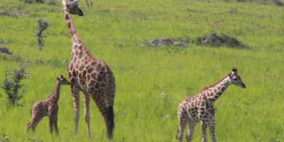 9 day uganda wildlife vacation gorilla trekking adventure - Photo 13