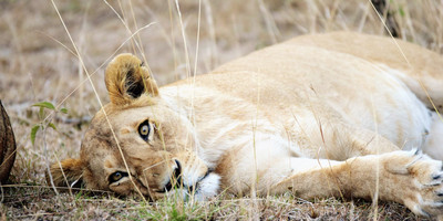 10 Day Tanzania Private Tented Camps Safari - Photo 6
