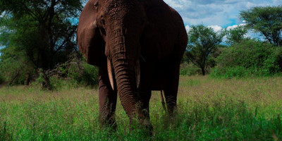 5 days tanzania camping safari - Photo 7