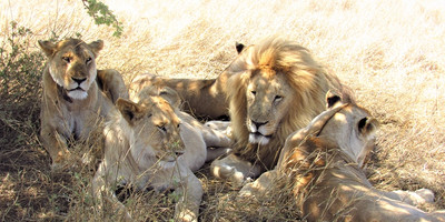 7 Day Low Season Tanzanian Green Safari - Photo 7