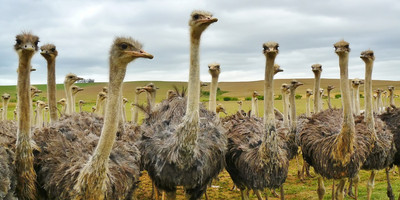 1 day arusha national park tanzania safar - Photo 1