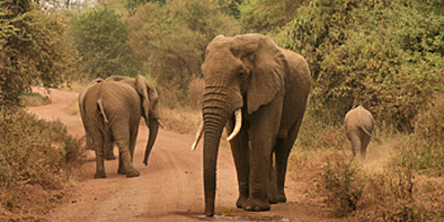 10 Day Northern Tanzania Safari - Photo 3