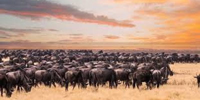 9 days serengeti wildebeest migration photographic safaris - Photo 5