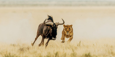 7 Day Great Migration Classic Tanzanian Safari - Photo 2