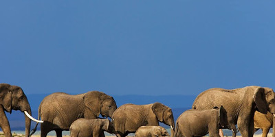 5-day safari in kenya: amboseli, lake nakuru & masai mara experience - Photo 10