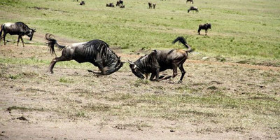 8 days wonderful kenya safari - Photo 4