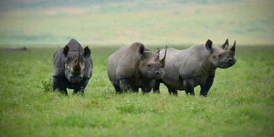 5 days tanzania safari - Photo 3