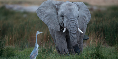7 days luxury safari - Photo 5