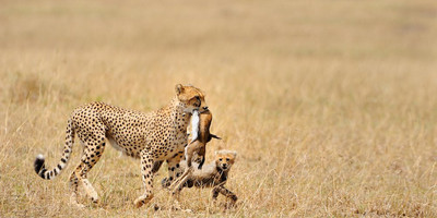 TANZANIA TENTED CAMPS 10 DAYS SAFARI - Photo 2