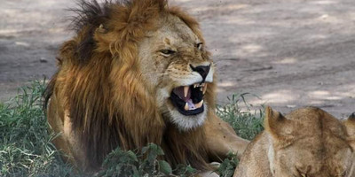 5-day safari in kenya: amboseli, lake nakuru & masai mara experience - Photo 6