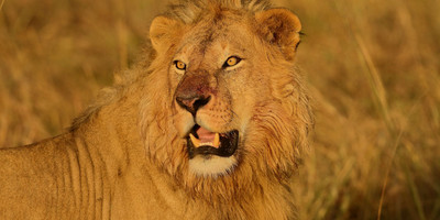 Tarangire,serengeti & ngorongoro crater | 4 day - Photo 4