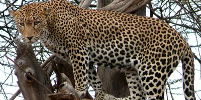 3 days tsavo west tsavo east national park safari holiday - Photo 5