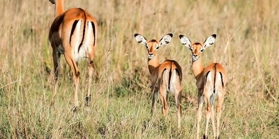 4-day wild escape: samburu national park & aberdares adventure - Photo 5