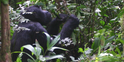 10 days uganda safari/ gorilla tracking. - Photo 2