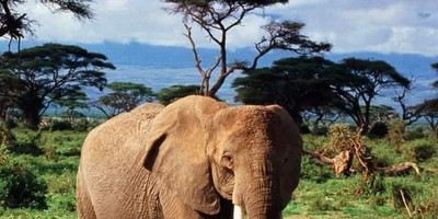 5-day amboseli, tsavo west & tsavo east safari – explore kenya’s wildlife - Photo 7