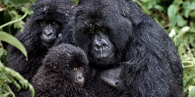 3 days gorilla trekking in rwanda - Photo 4