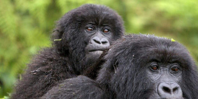 3 days uganda gorilla trekking tour - Photo 1