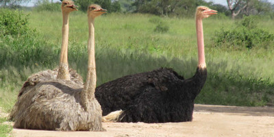 5 days tanzania big safaris - Photo 6