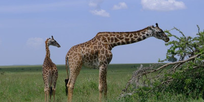 1 day joining safari in tarangire national park with burigi chato safari co l.t.d - Photo 4